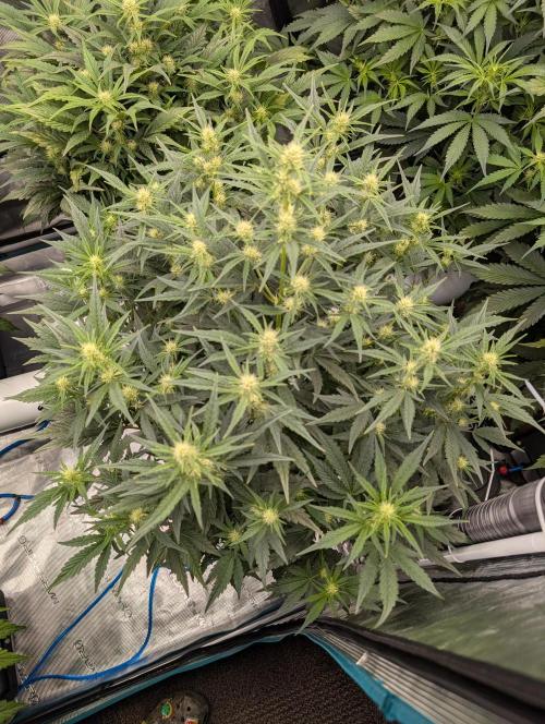 Tasty Blues. Week 5