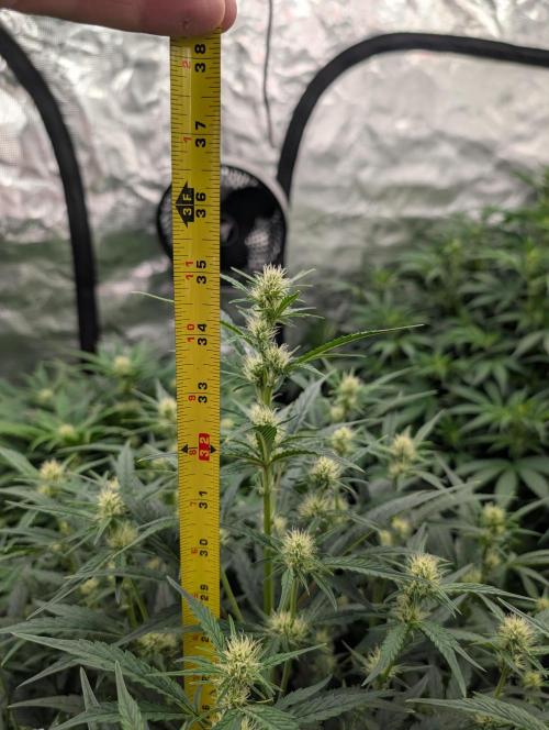 Tasty Blues. Week 5