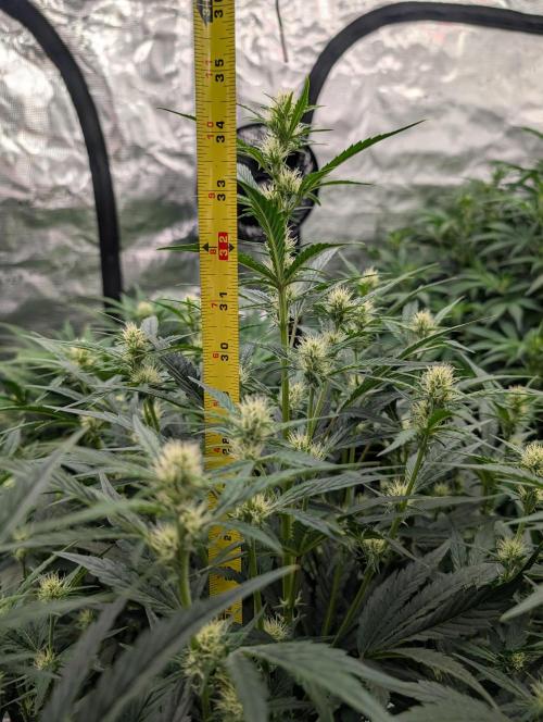 Tasty Blues. Week 5
