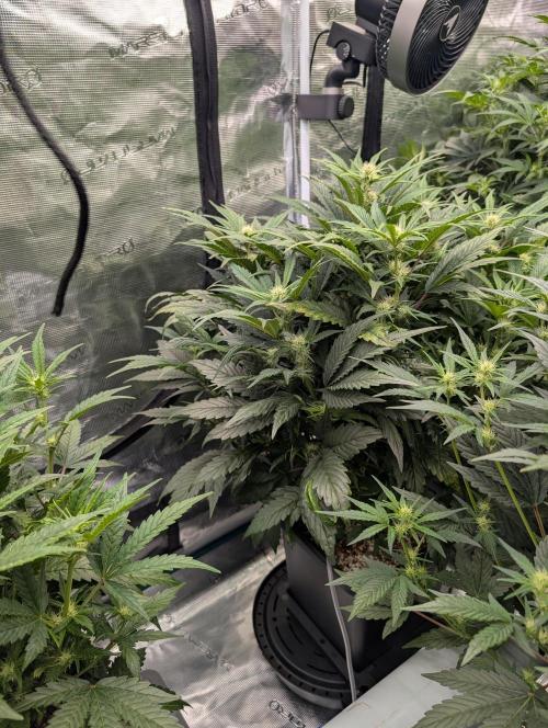 Tasty Blues. Week 5