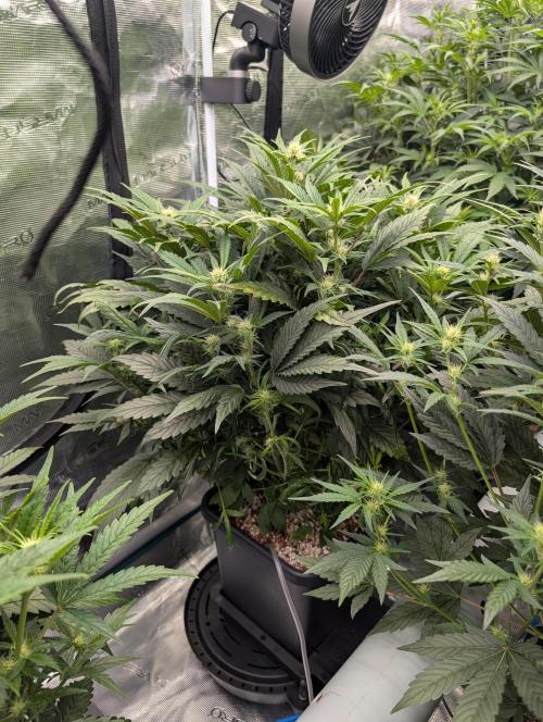 Tasty Blues. Week 5