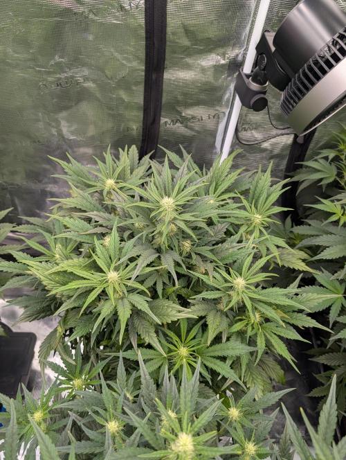 Tasty Blues. Week 5