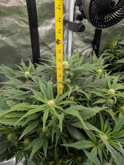 Tasty Blues. Week 5