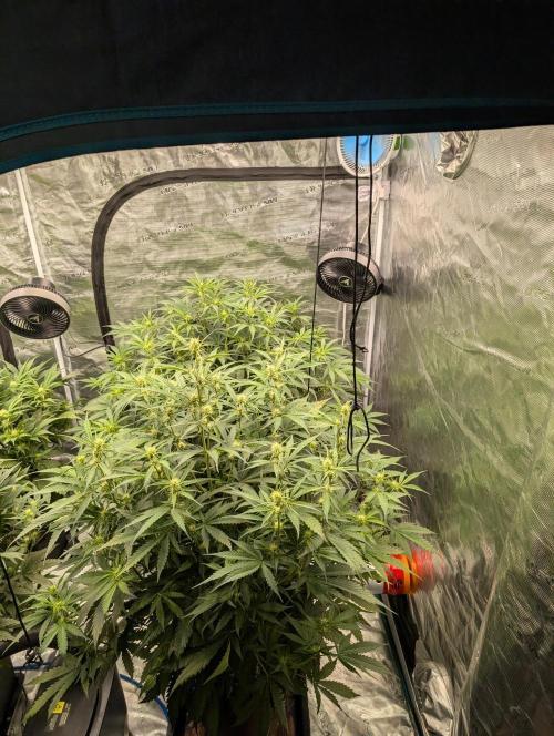 Luke's Going Down. Week 5