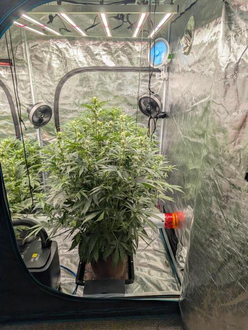 Luke's Going Down. Week 5