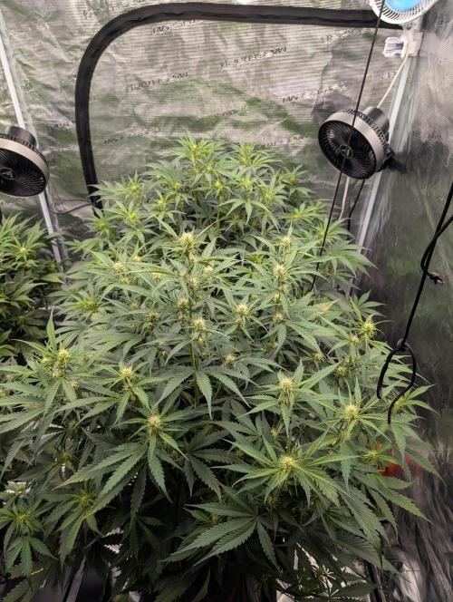Luke's Going Down. Week 5