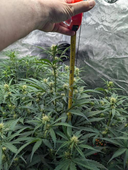 Luke's Going Down. Week 5