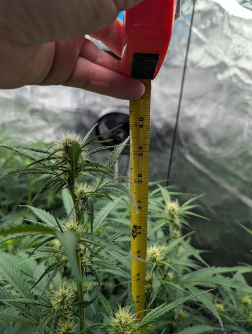 Luke's Going Down. Week 5