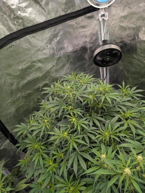 Luke's Going Down. Week 5