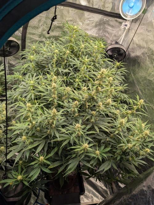 Luke's Going Down. Week 6