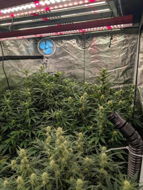 Luke's Going Down. Week 6