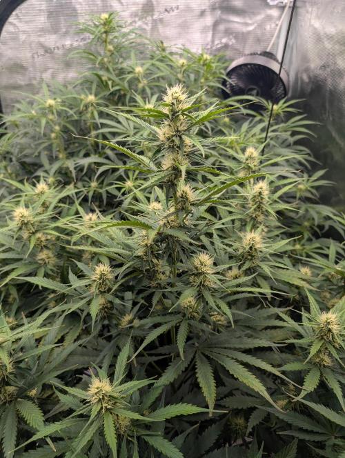 Luke's Going Down. Week 6