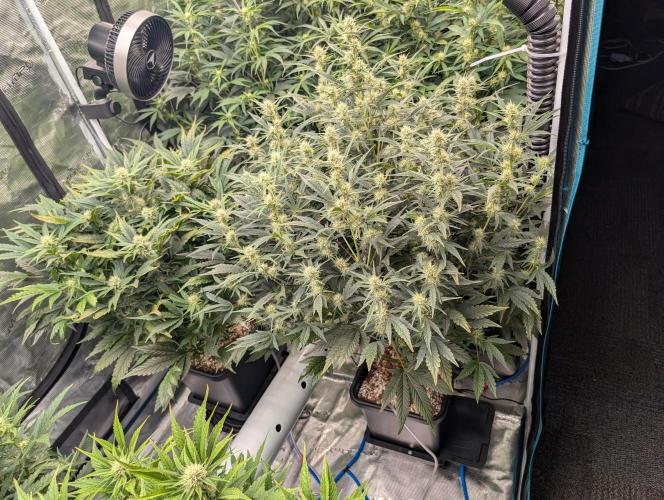 Tasty Blues. Week 6