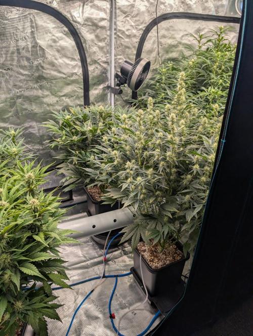Tasty Blues. Week 6