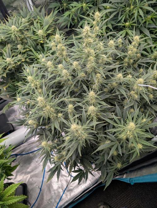 Tasty Blues. Week 6