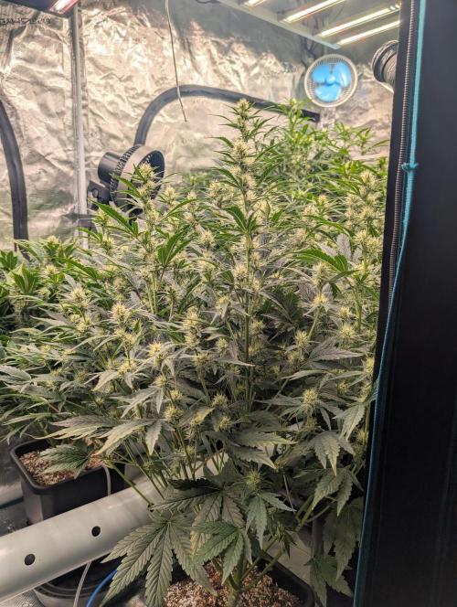 Tasty Blues. Week 6