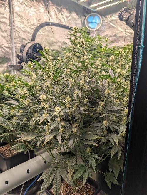 Tasty Blues. Week 6