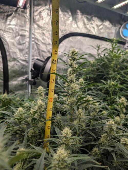 Tasty Blues. Week 6