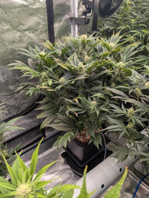 Tasty Blues. Week 6