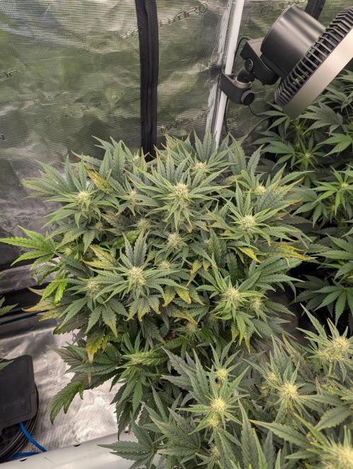 Tasty Blues. Week 6
