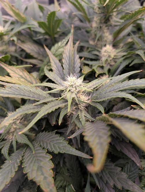 Tasty Blues. Week 6