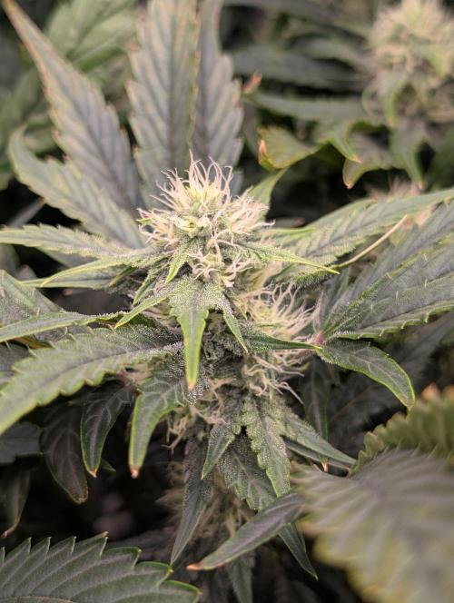 Tasty Blues. Week 6