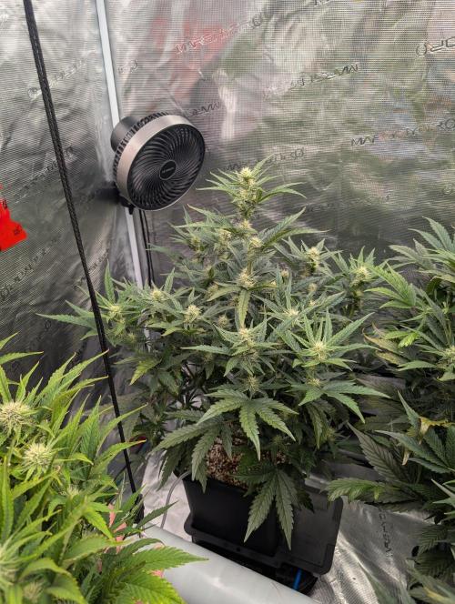 Kushberry Round 2. Week 6