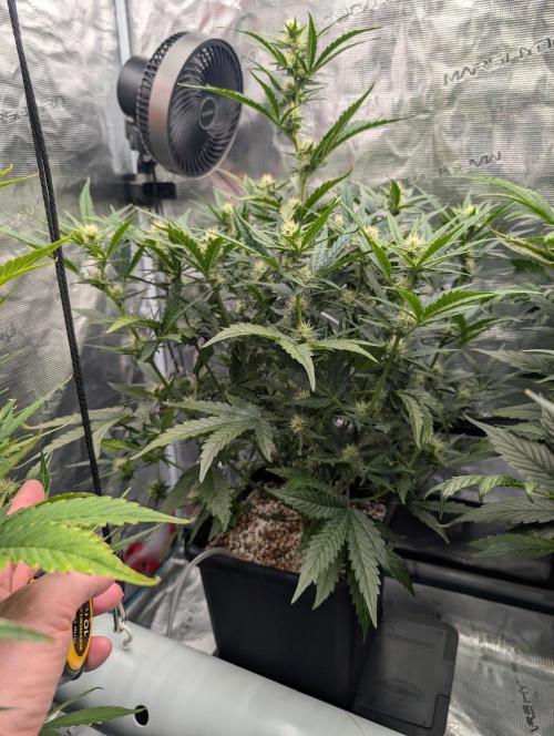 Kushberry Round 2. Week 6