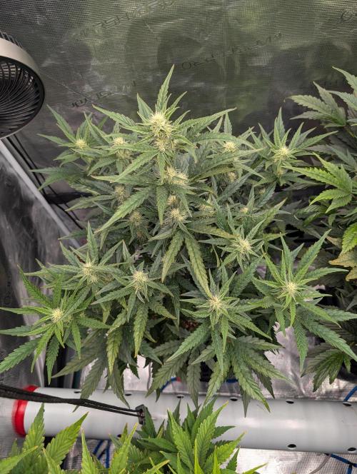 Kushberry Round 2. Week 6