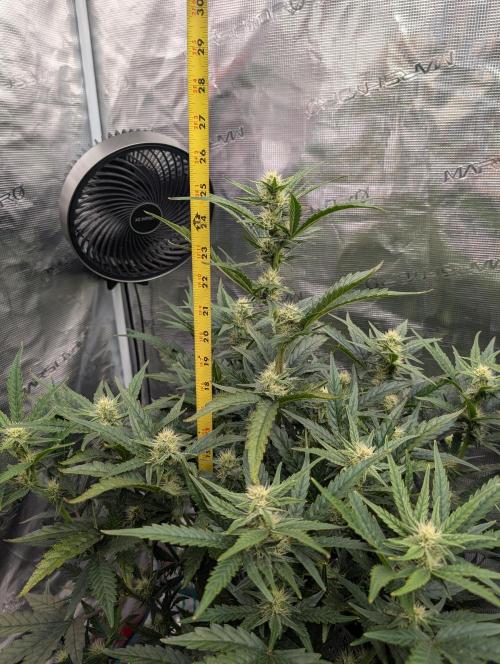 Kushberry Round 2. Week 6