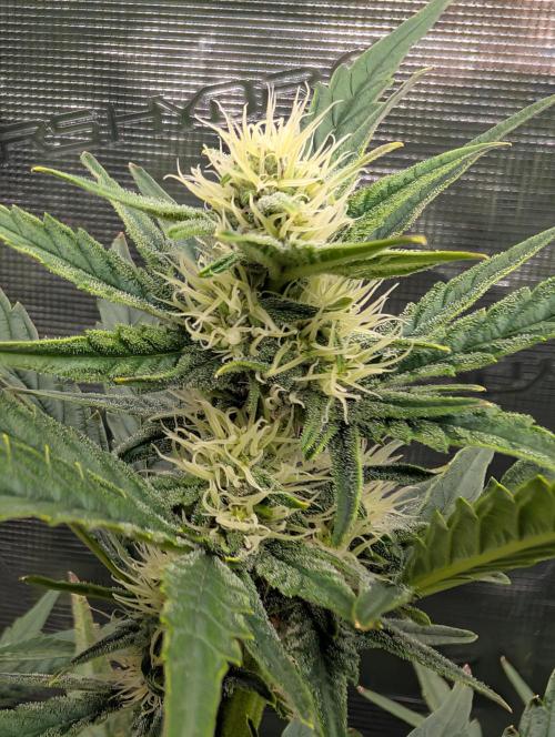 Kushberry Round 2. Week 6