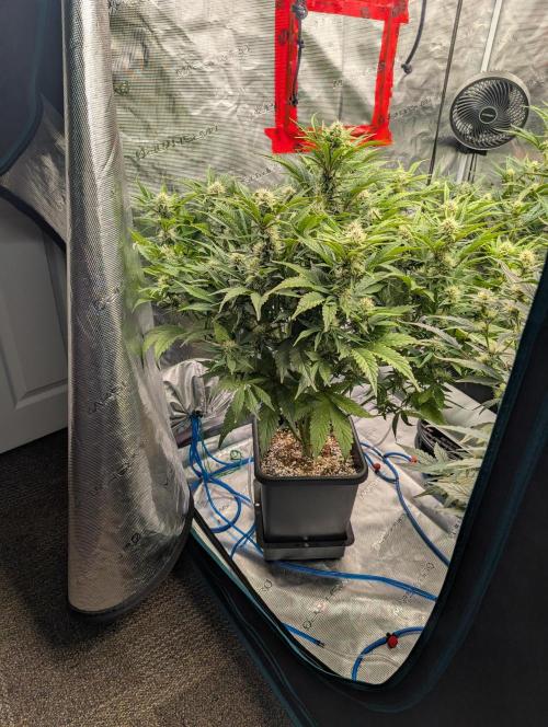 Sad Slimer. Week 6