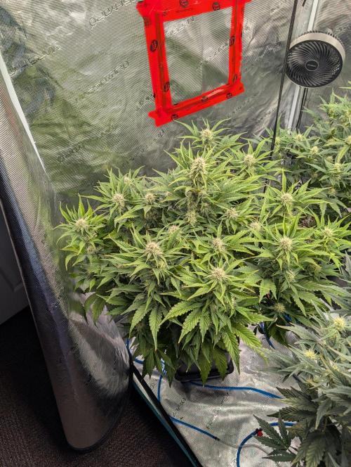 Sad Slimer. Week 6