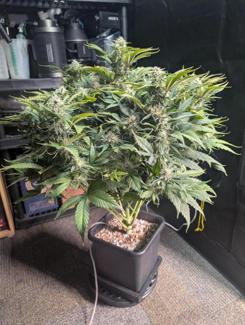 Sad Slimer. Week 7
