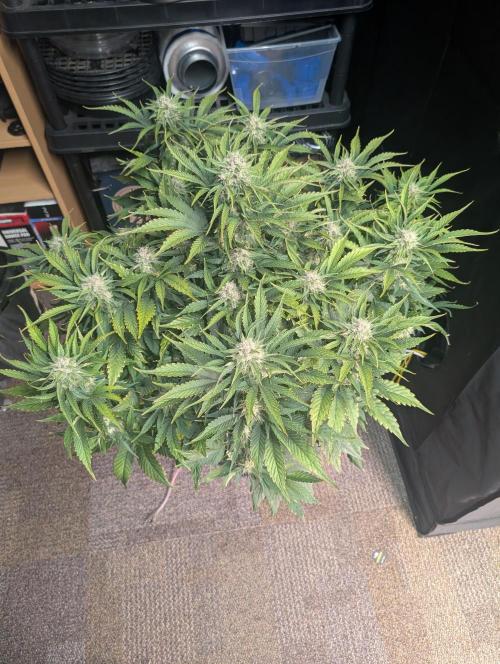 Sad Slimer. Week 7
