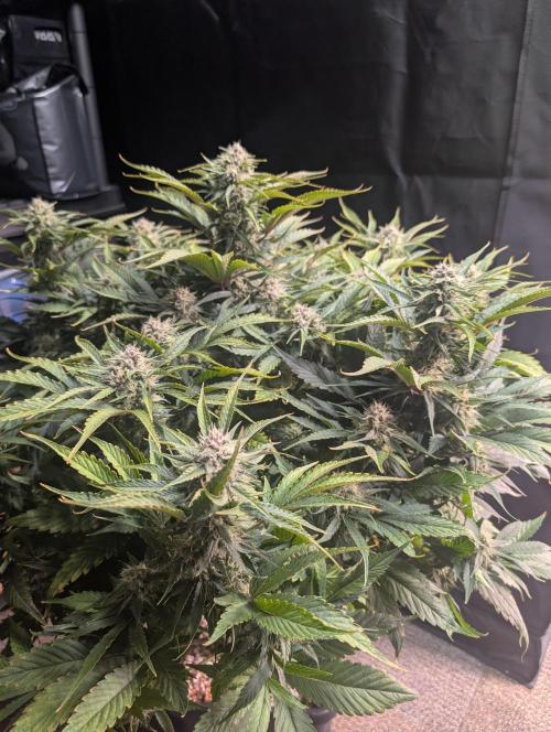 Sad Slimer. Week 7