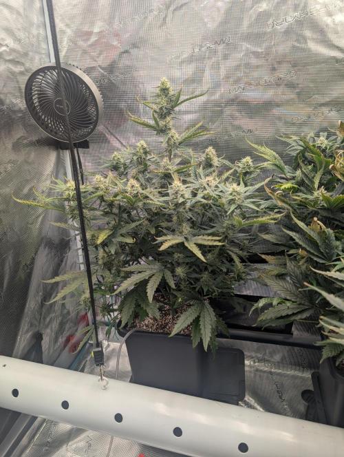 Kushberry Round 2. Week 7