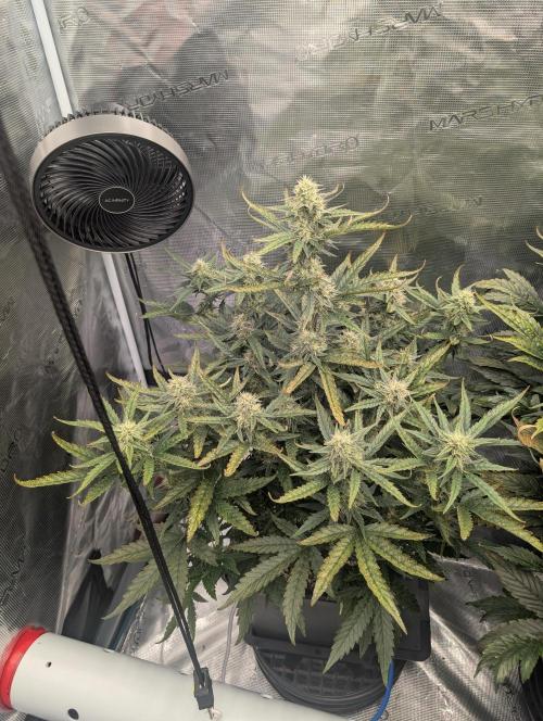 Kushberry Round 2. Week 7