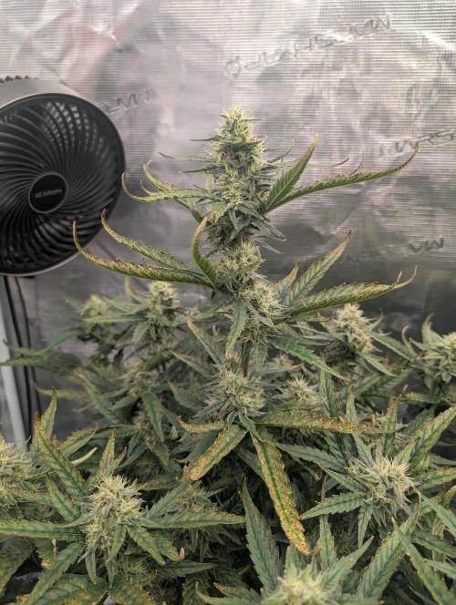 Kushberry Round 2. Week 7