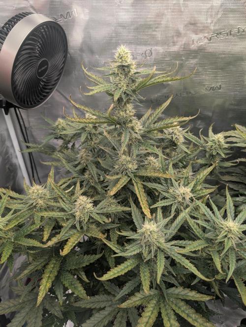 Kushberry Round 2. Week 7