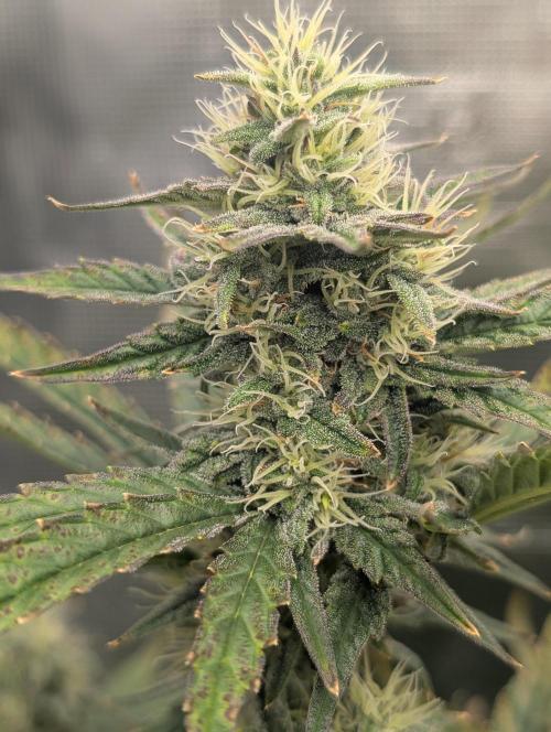 Kushberry Round 2. Week 7