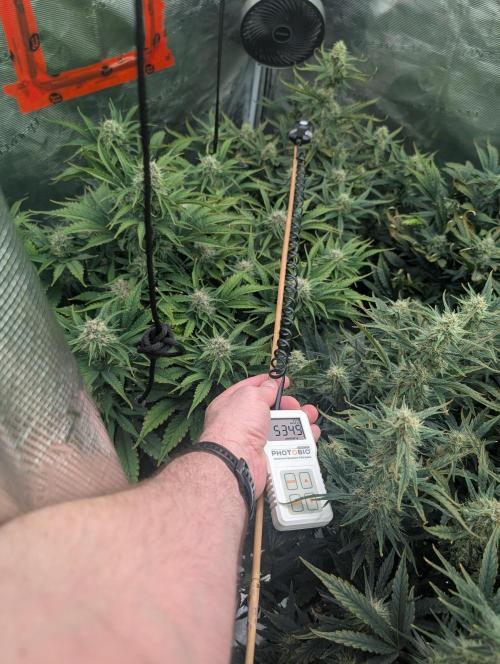 Kushberry Round 2. Week 7