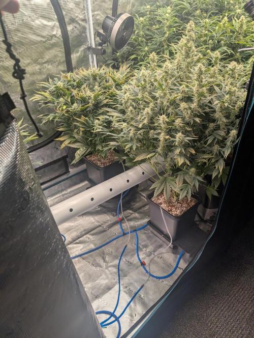 Tasty Blues. Week 7