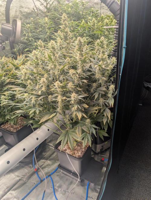 Tasty Blues. Week 7
