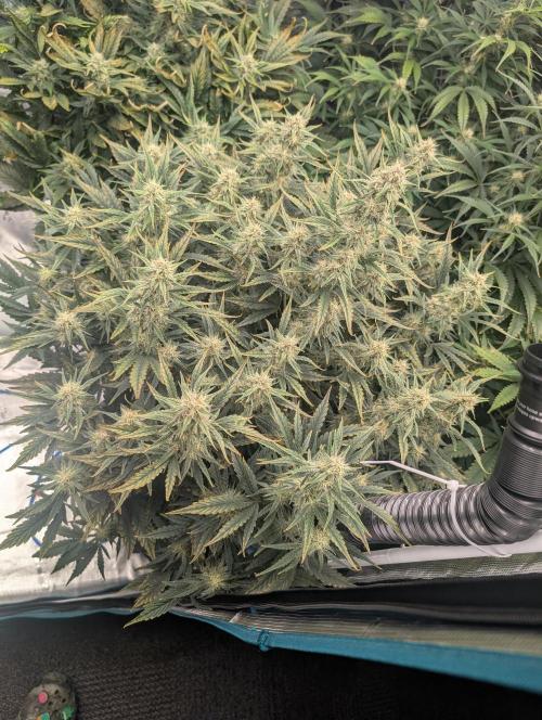 Tasty Blues. Week 7
