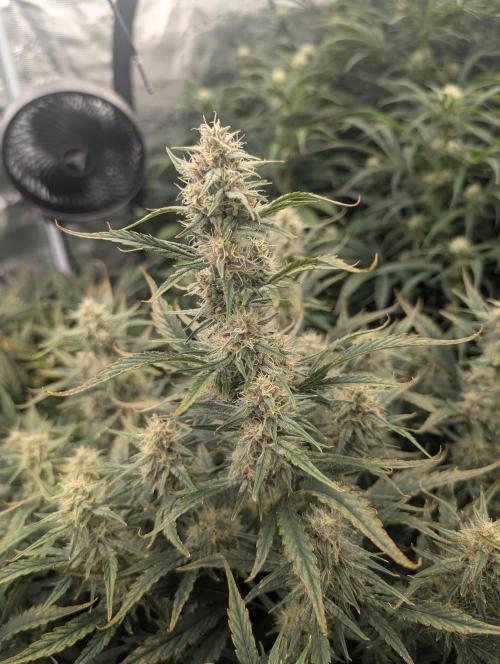 Tasty Blues. Week 7