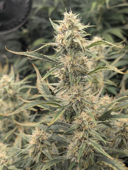 Tasty Blues. Week 7