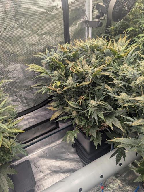 Tasty Blues. Week 7
