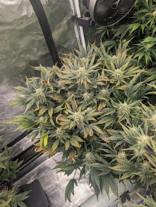 Tasty Blues. Week 7