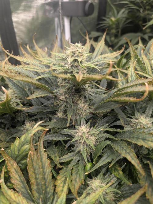 Tasty Blues. Week 7